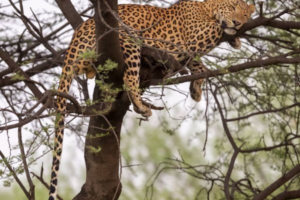 wild male leopard or panther or panthera pardus fusca sleeping on tree trunk or branch in natural monsoon green background at forest or central india asia