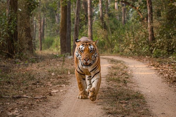 kanha, bandhavgarh & kaziranga tour of India
