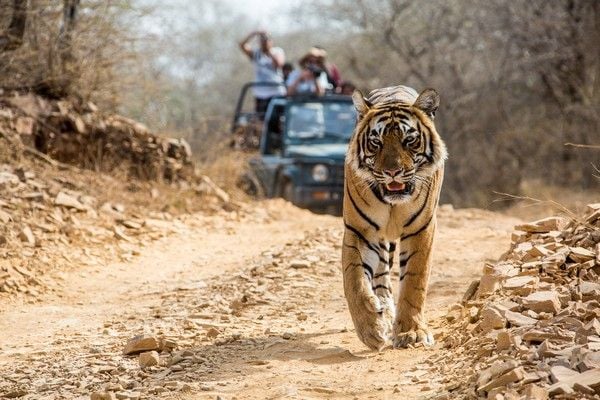 kanha, bandhavgarh, pench safari (4)