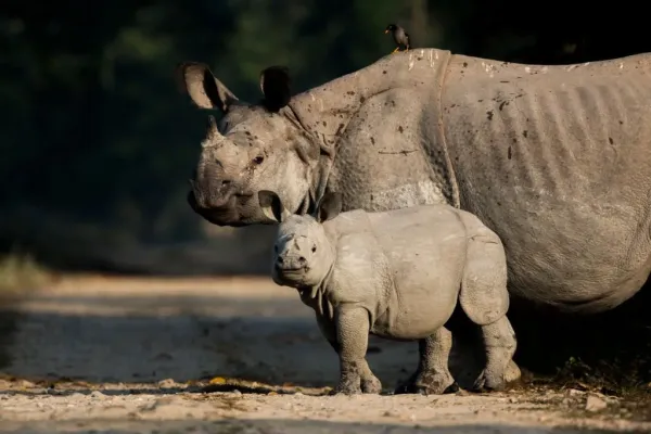 one horned rhino & cub at kaziranga