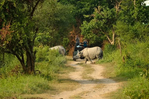 one horned rhino safari in kaziranga national park