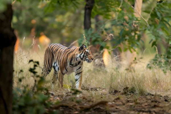 pench tiger