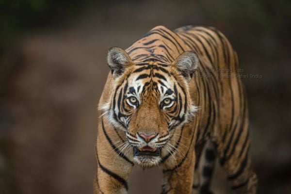 ranthambore tiger safari in india