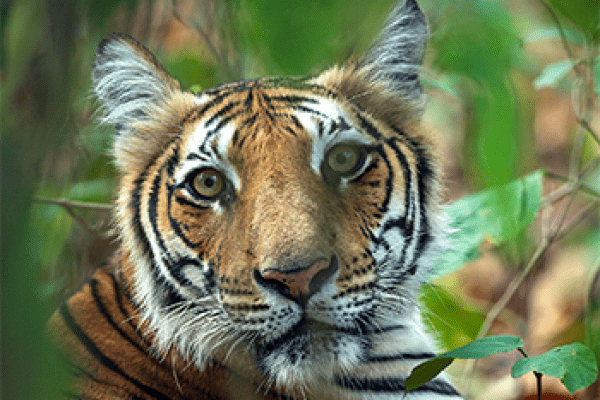 Safari in Jim Corbett