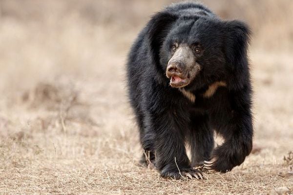 sloth bear in central india