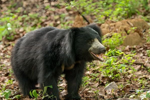 sloth bear ranthambore national park