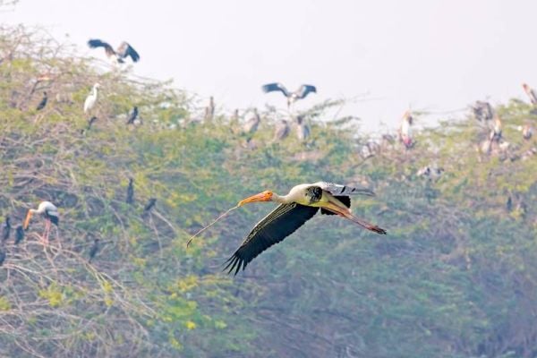 Painted Storks flying at Sultanpur Bird Sanctuary in India.