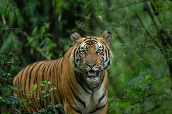 tiger clicked during safari in bandhavgarh