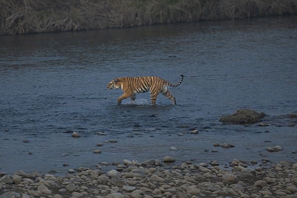 tiger crossing river in corbett national park