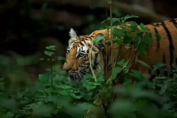 tiger in jungle walkin