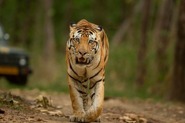 tiger photographic safari group tour india