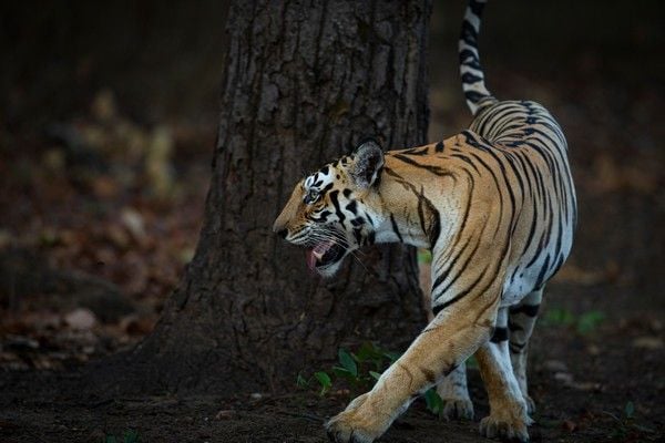 tiger photography safari tour in India