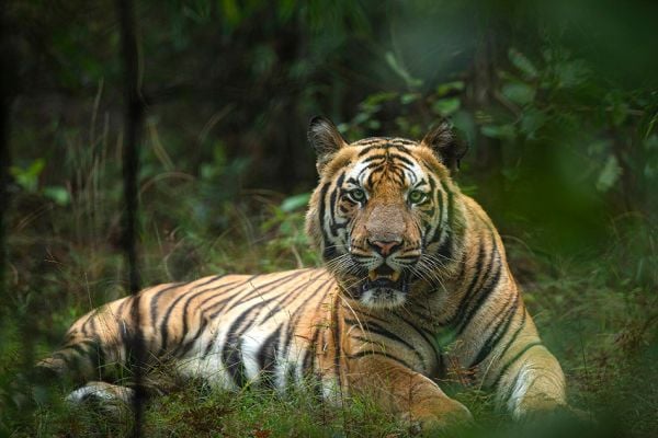 tiger safari in bandhavgarh kanha & pench