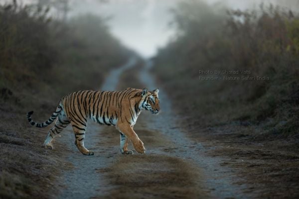 tiger safari in corbett india