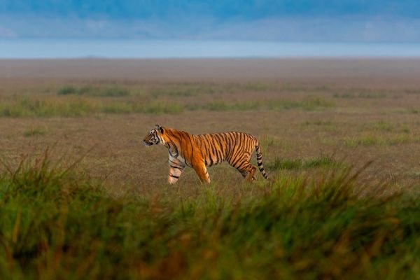 Bengal tiger Jim Corbett
