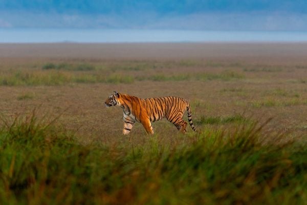 tiger safari in corbett
