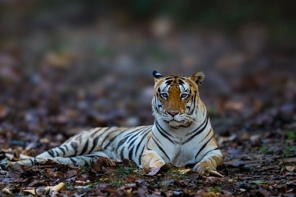 tiger safari in kanha bandhavagrah