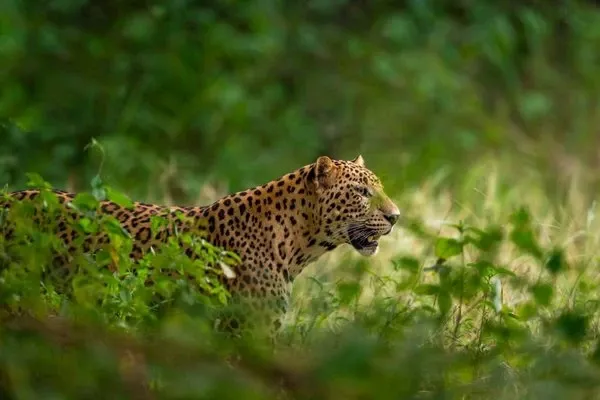 tigers and leopards tour of India