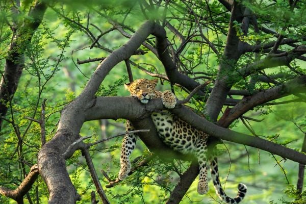tigers & leopards safari in kanha & pench tour