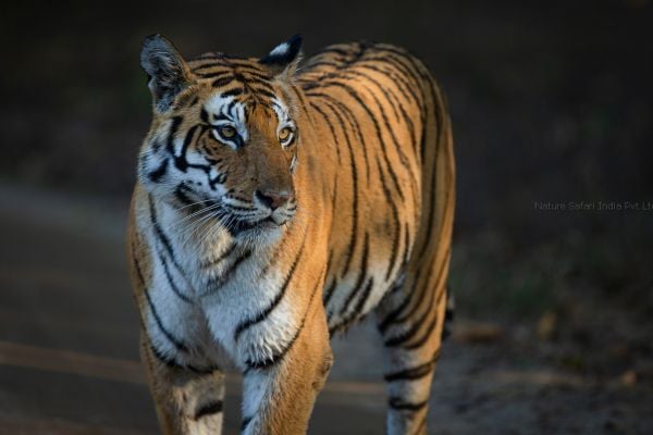 tigress in corbett national park