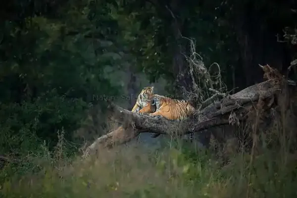 tigress sitting on the branch