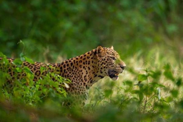 indian wild male leopard or panther face closeup in natural monsoon green during outdoor jungle safari at forest of central india - tour gallery best tiger safari in india