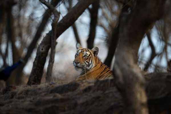 Tiger resting at ranthambore national park in India. Tour gallery best tiger safari in india