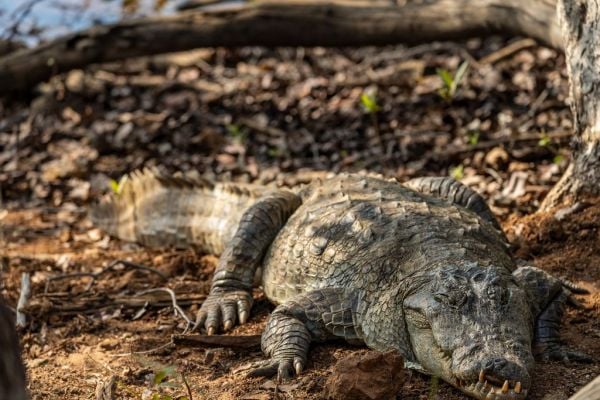 Mugger or Marsh Crocodile in the Forest by the Lakeside in Tadoba National Park, India